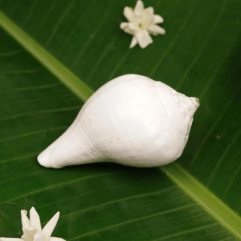 Servdharm Vishnu Shankh for Pooja, 138 g-2.webp